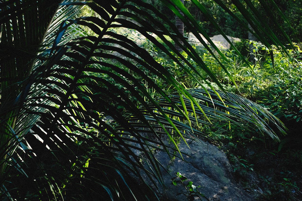 Vibrant green palm fronds create stunning patterns in the dappled sunlight of a lush forest scene.