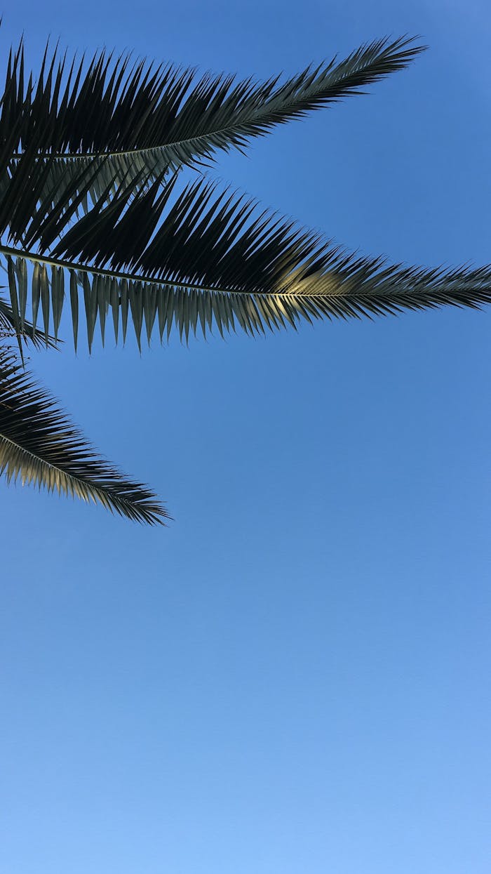 Tropical palm leaves silhouetted against a clear blue sky, evoking a serene summer feel.