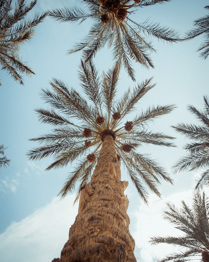 Home Stunning low-angle shot of date palm trees against a clear blue sky in Biskra, Algeria.