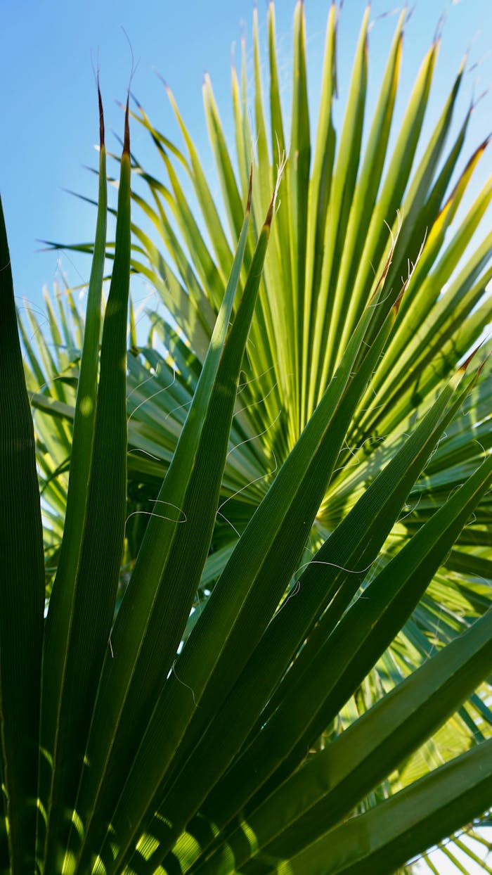 Vibrant green palm leaves against a clear blue sky, capturing natural beauty.