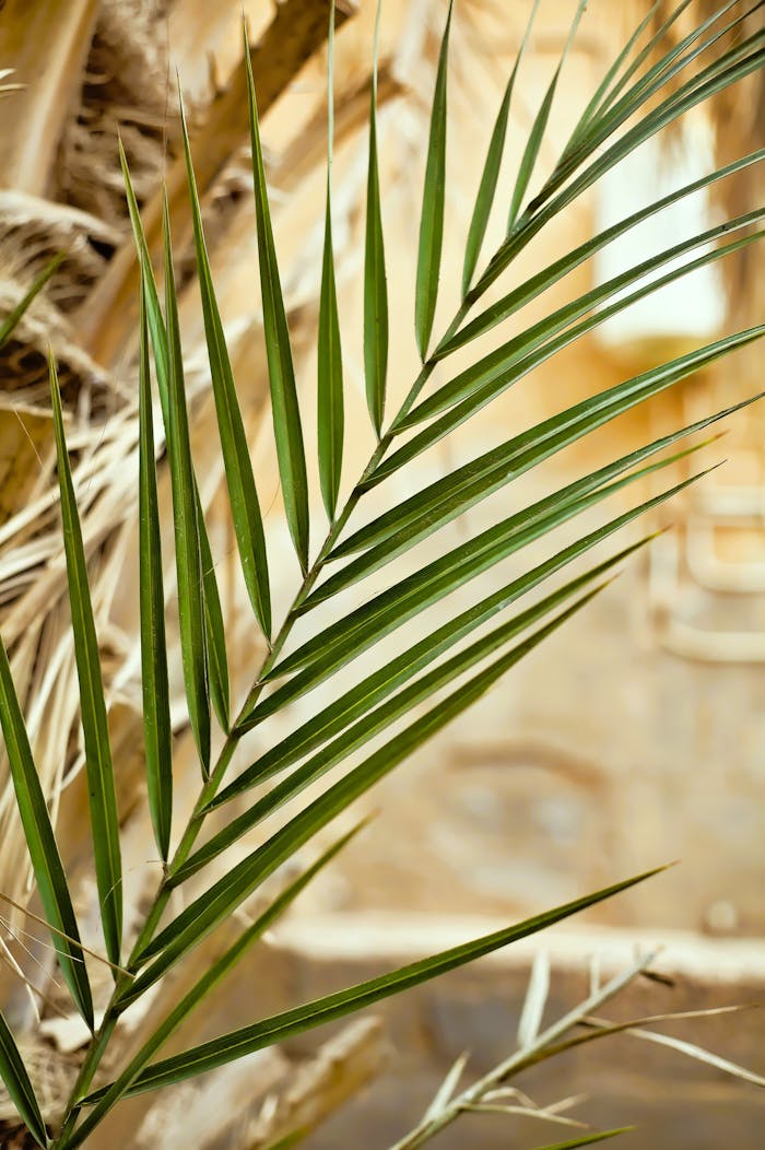 Home A vibrant green date palm leaf in bright sunlight, showcasing natural beauty.