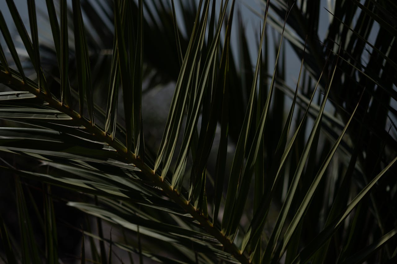Detailed view of palm leaves casting shadows, evoking a tropical summer vibe.